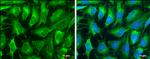 DNase I Antibody in Immunocytochemistry (ICC/IF)