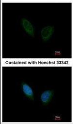 PHKA1 Antibody in Immunocytochemistry (ICC/IF)