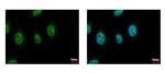 Cdc45L Antibody in Immunocytochemistry (ICC/IF)