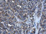 PEX26 Antibody in Immunohistochemistry (Paraffin) (IHC (P))