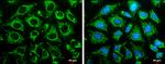 LRP130 Antibody in Immunocytochemistry (ICC/IF)