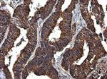 LRP130 Antibody in Immunohistochemistry (Paraffin) (IHC (P))