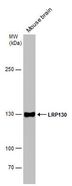 LRP130 Antibody in Western Blot (WB)