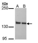 LRP130 Antibody in Western Blot (WB)