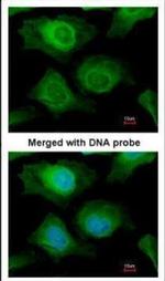 AKR1B10 Antibody in Immunocytochemistry (ICC/IF)