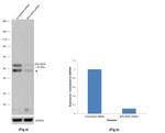 BHLHE40 Antibody in Western Blot (WB)