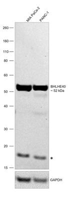 BHLHE40 Antibody in Western Blot (WB)