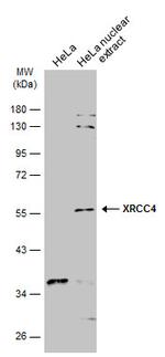 XRCC4 Antibody in Western Blot (WB)