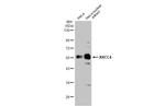 XRCC4 Antibody in Western Blot (WB)