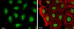 RAG2 Antibody in Immunocytochemistry (ICC/IF)