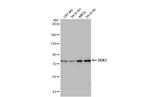 DDX3Y Antibody in Western Blot (WB)