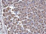 SUCLA2 Antibody in Immunohistochemistry (Paraffin) (IHC (P))