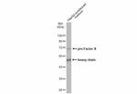 Factor X/Xa Antibody in Western Blot (WB)