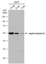 TUBA1A Antibody in Western Blot (WB)