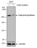 FASN Antibody