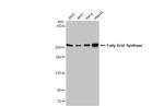 FASN Antibody in Western Blot (WB)