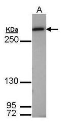 FASN Antibody in Western Blot (WB)