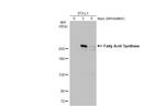 FASN Antibody in Western Blot (WB)