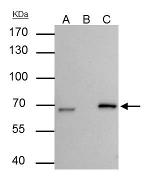 Lamin B2 Antibody in Immunoprecipitation (IP)