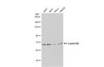 Lamin B2 Antibody in Western Blot (WB)