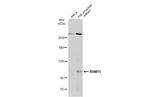 RBM15 Antibody in Western Blot (WB)