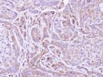 FMO2 Antibody in Immunohistochemistry (Paraffin) (IHC (P))