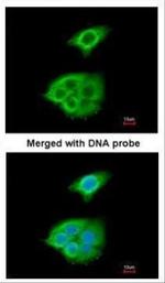 PNLIP Antibody in Immunocytochemistry (ICC/IF)