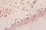 OGT Antibody in Immunohistochemistry (Paraffin) (IHC (P))