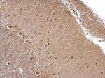 OGT Antibody in Immunohistochemistry (Paraffin) (IHC (P))