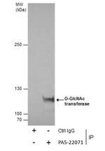 OGT Antibody in Immunoprecipitation (IP)