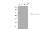 OGT Antibody in Western Blot (WB)