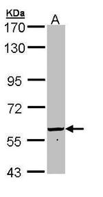 Golgi protein 58k Antibody in Western Blot (WB)