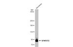 XPNPEP2 Antibody in Western Blot (WB)