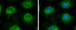 LARS2 Antibody in Immunocytochemistry (ICC/IF)