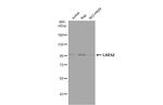 LARS2 Antibody in Western Blot (WB)