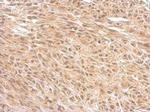 OGT Antibody in Immunohistochemistry (Paraffin) (IHC (P))