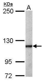 OGT Antibody in Western Blot (WB)