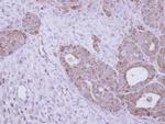 GALNS Antibody in Immunohistochemistry (Paraffin) (IHC (P))