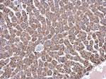 GLDC Antibody in Immunohistochemistry (Paraffin) (IHC (P))