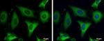 FASN Antibody in Immunocytochemistry (ICC/IF)