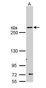 FASN Antibody in Western Blot (WB)