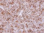 KIDINS220 Antibody in Immunohistochemistry (Paraffin) (IHC (P))