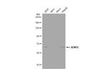 SENP2 Antibody in Western Blot (WB)