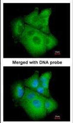 PSAT1 Antibody in Immunocytochemistry (ICC/IF)