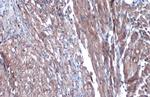 Citrate Synthase Antibody in Immunohistochemistry (Paraffin) (IHC (P))