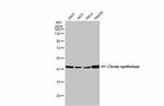 Citrate Synthase Antibody in Western Blot (WB)