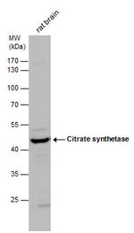 Citrate Synthase Antibody in Western Blot (WB)