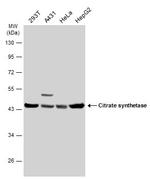 Citrate Synthase Antibody in Western Blot (WB)