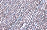 PEX19 Antibody in Immunohistochemistry (Paraffin) (IHC (P))