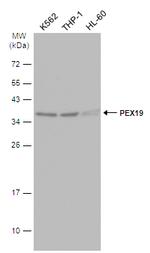 PEX19 Antibody in Western Blot (WB)